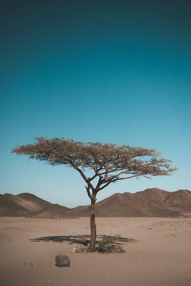 small tree in a desert