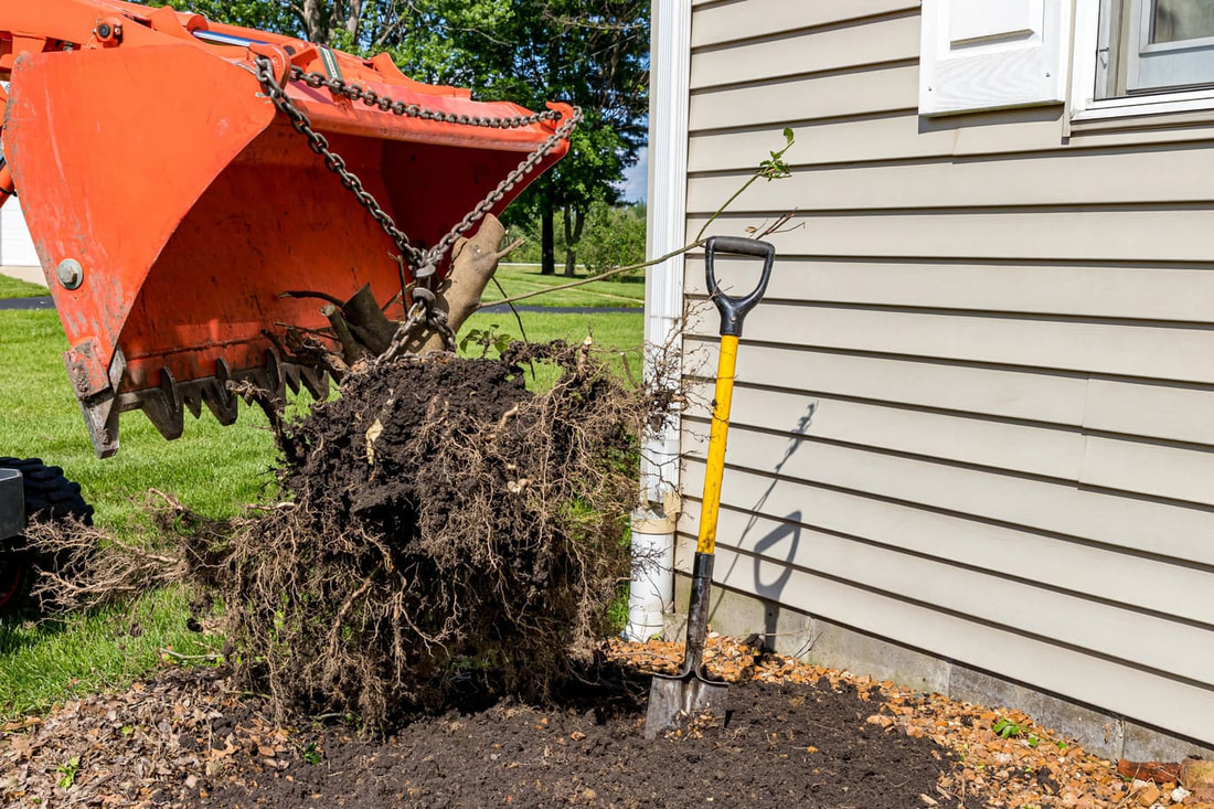 Tree and Shrub Removal Springfield Illinois