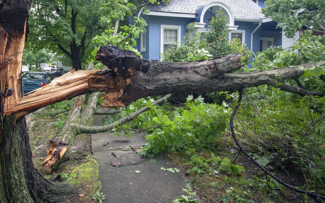 Emergency tree service in Springfield IL