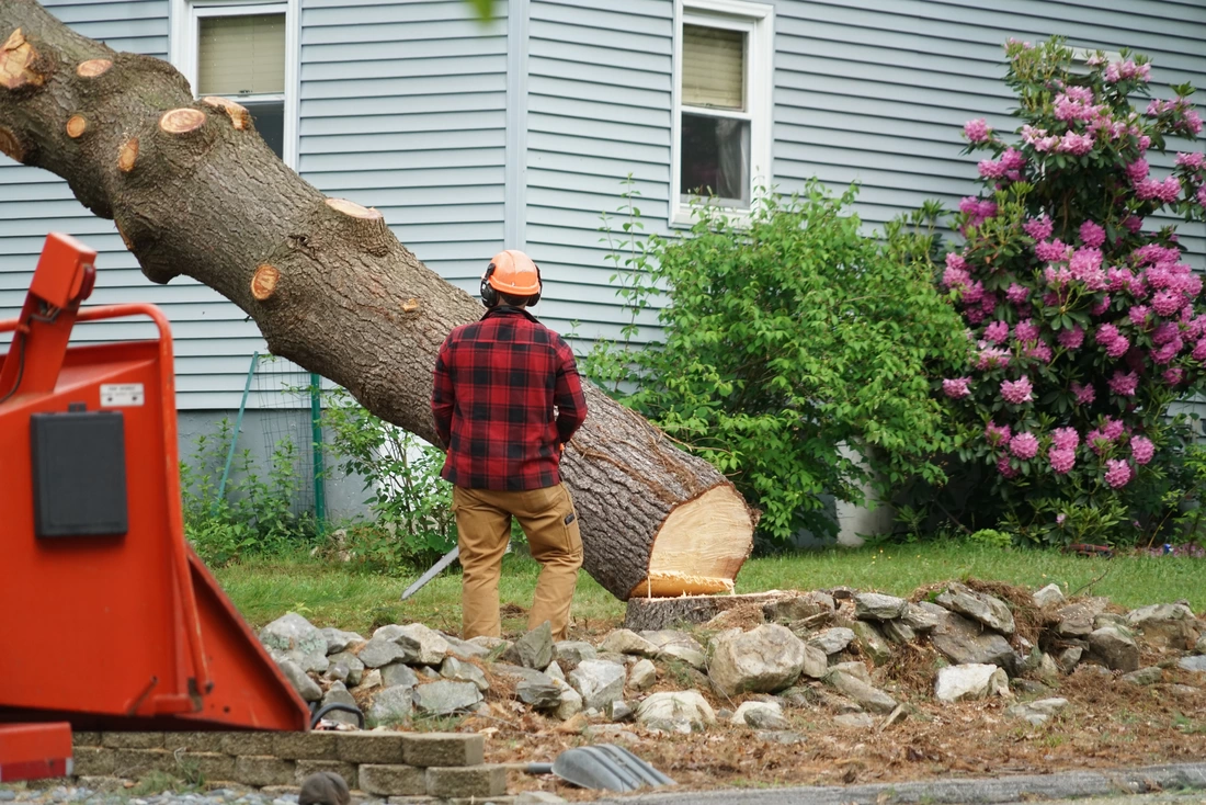 Professional Arborist Removing a Tree in Des Moines Iowa