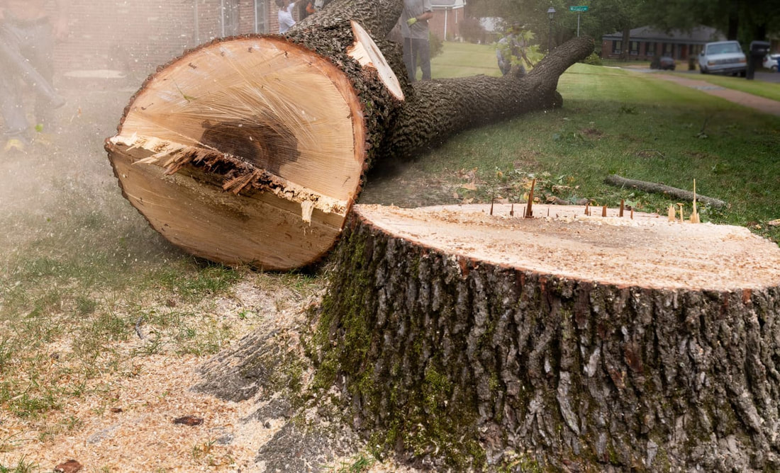 Arborist removing a large tree in Springfield Illinois.