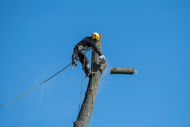 Tree service in Springfield IL